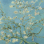 Almond Blossoms
