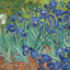 Irises